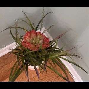 Plant New 16 Inch Mixed Fern Greenery in Pot